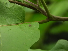 Myrmarachnini