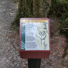 Dacrycarpus dacrydioides