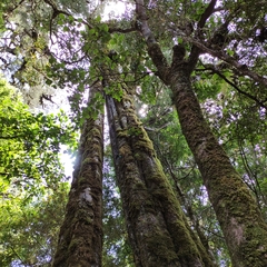 Dacrycarpus dacrydioides