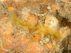 Prosthiostomidae