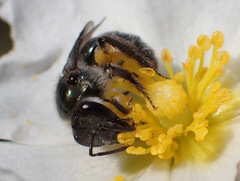 Lasioglossum viride