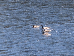 Branta canadensis maxima