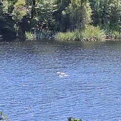 Branta canadensis maxima