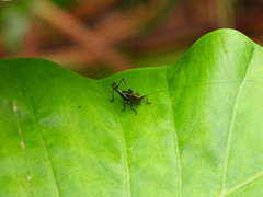 Conocephalus melaenus