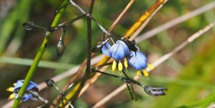 Dianella tasmanica