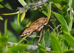 Omyta centrolineata