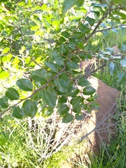 Ziziphus mucronata