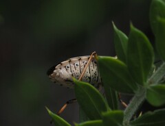 Omyta centrolineata