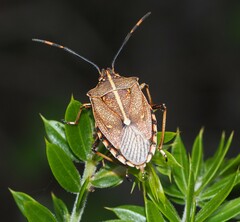 Omyta centrolineata