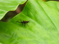 Conocephalus melaenus