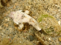 Synchiropus ocellatus