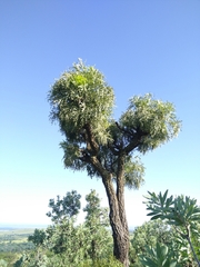 Cussonia paniculata