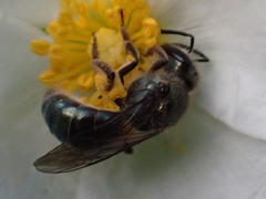 Lasioglossum viride