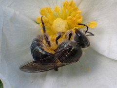 Lasioglossum viride
