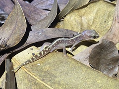 Lucasium immaculatum