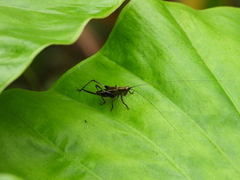 Conocephalus melaenus