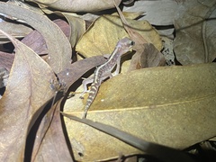 Lucasium immaculatum