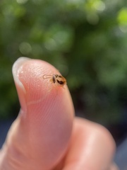 Phyllodromica brullei