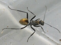 Polyrhachis brisbanensis