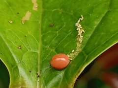 Chilocorus circumdatus