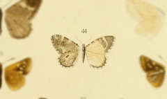 Stamnodes depeculata