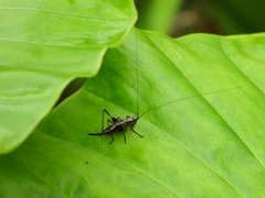 Conocephalus melaenus