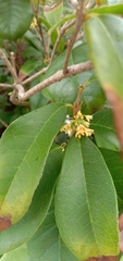 Osmanthus fragrans aurantiacus