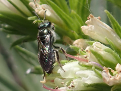 Lasioglossum viride