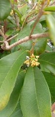 Osmanthus fragrans aurantiacus