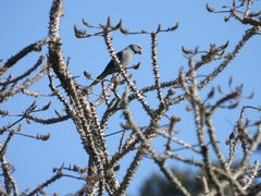 Psittacula columboides