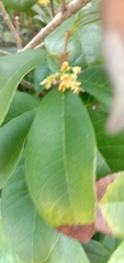 Osmanthus fragrans aurantiacus