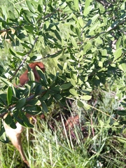Cussonia paniculata
