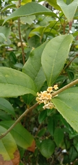 Osmanthus fragrans aurantiacus