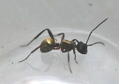 Polyrhachis rufifemur