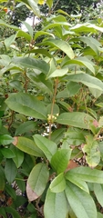 Osmanthus fragrans aurantiacus