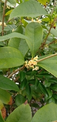 Osmanthus fragrans aurantiacus