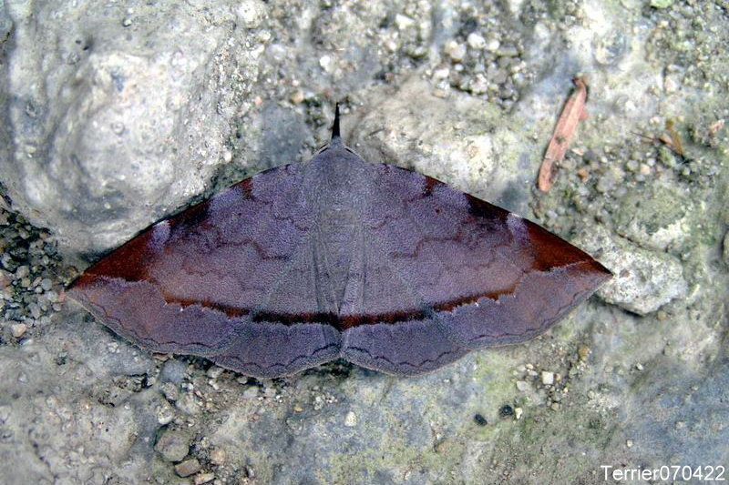 Mecodina subcostalis