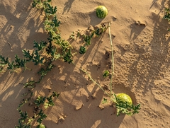 Citrullus colocynthis