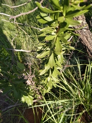 Gymnosporia buxifolia