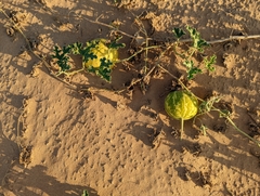 Citrullus colocynthis