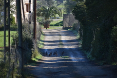 Alectoris rufa intercedens