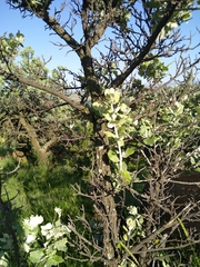 Brachylaena rotundata