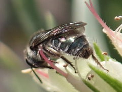 Lasioglossum viride