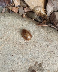 Dicranosterna semipunctata