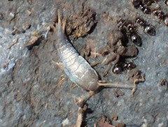 Lepisma