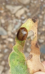 Dicranosterna semipunctata