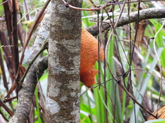 Momordica cochinchinensis