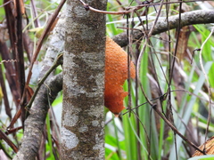 Momordica cochinchinensis
