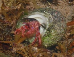 Dardanus crassimanus