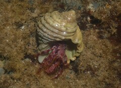 Dardanus crassimanus